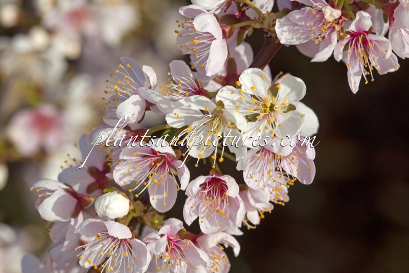Prunus ‘Elvins’