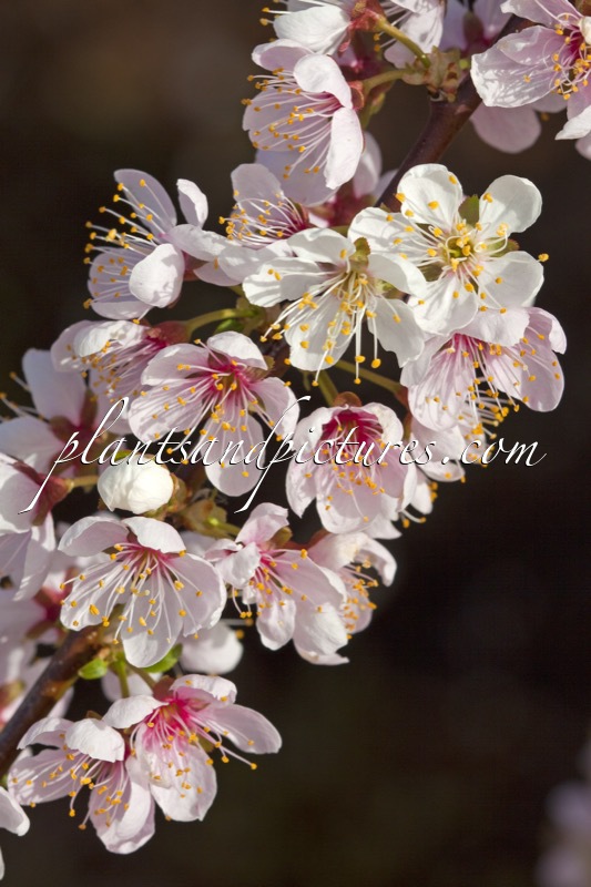 Prunus ‘Elvins’