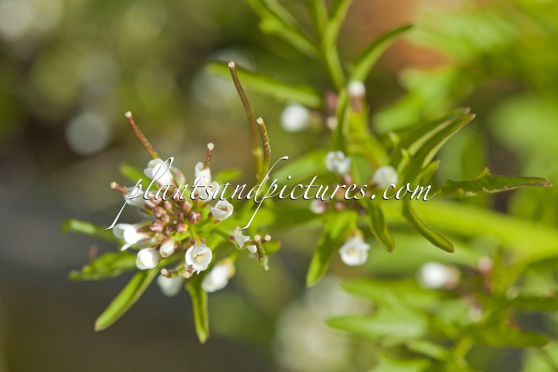 Nasturtium microphyllum