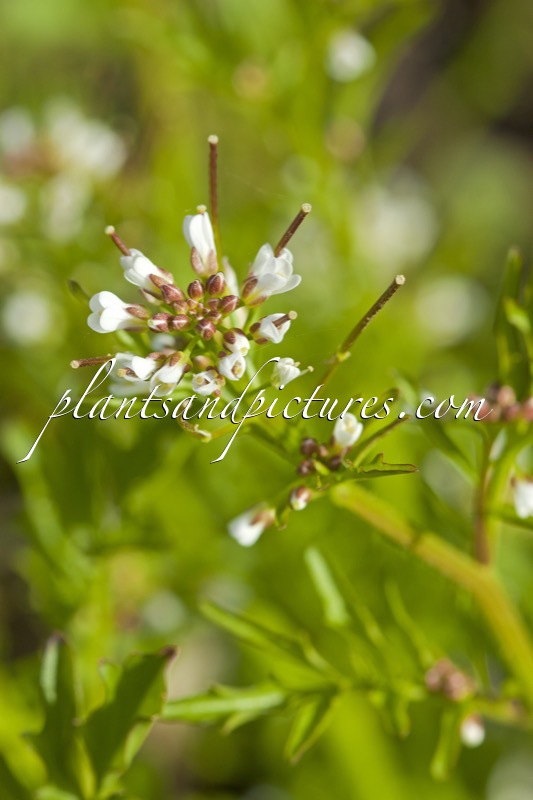 Nasturtium microphyllum