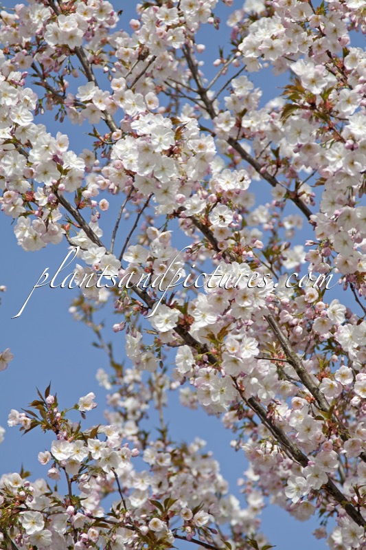 Prunus ‘Pandora’