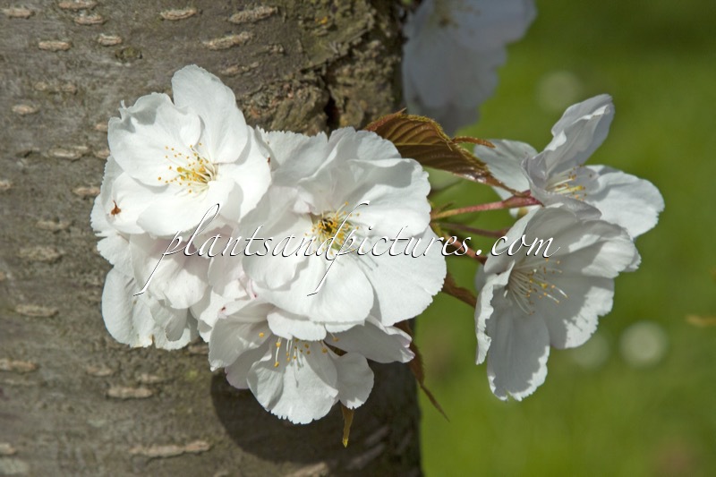 Prunus ‘Pandora’