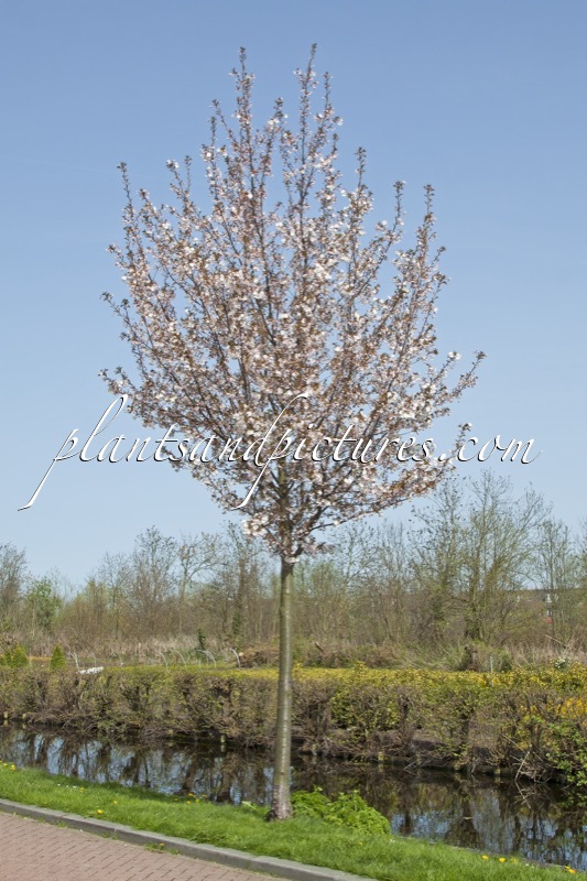 Prunus ‘Pandora’