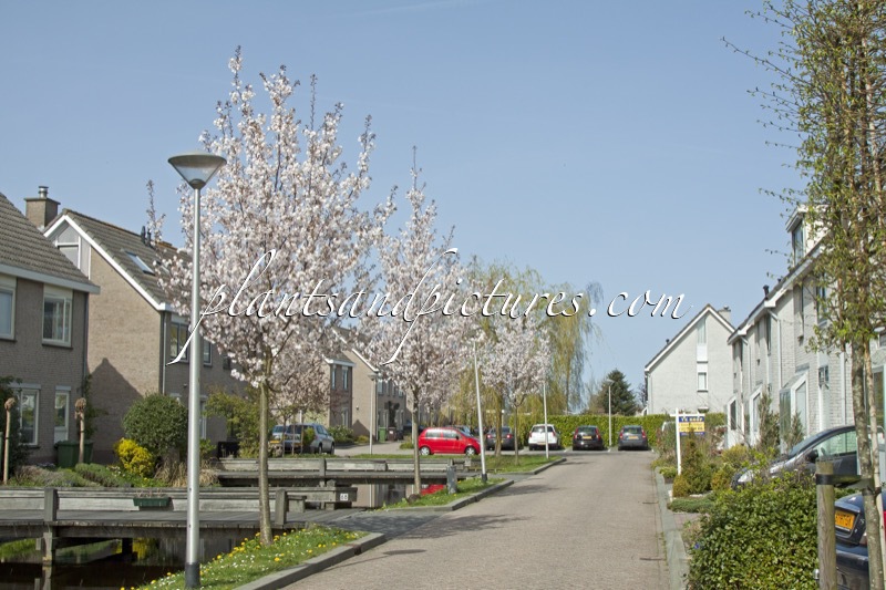 Prunus ‘Pandora’