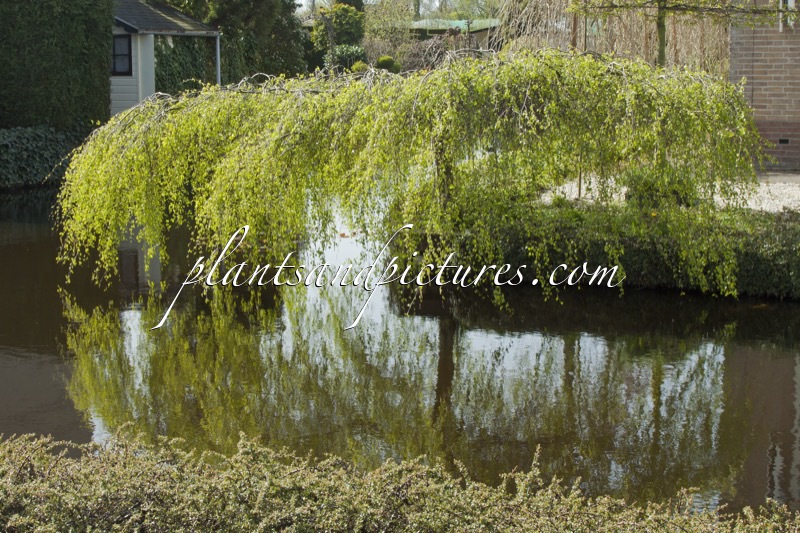 Betula pendula ‘Youngii’