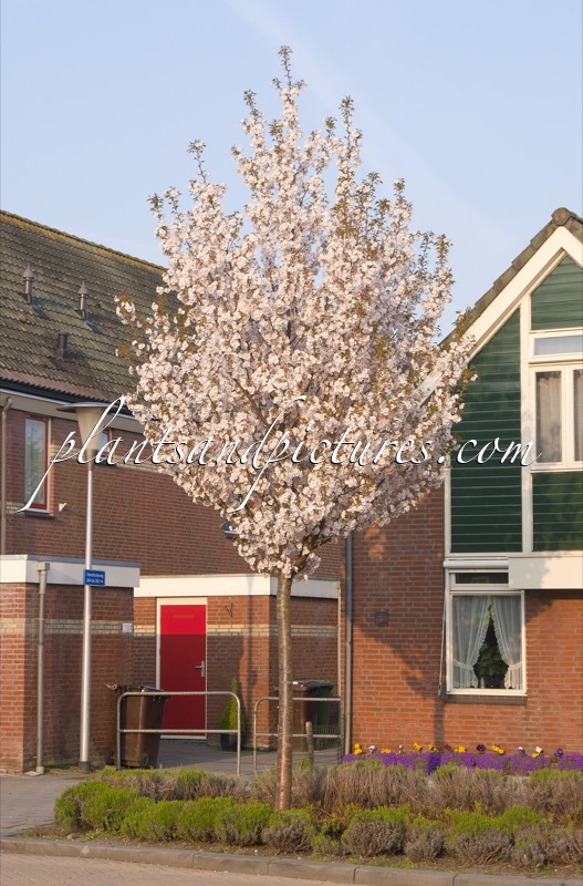 Prunus serrulata ‘Sunset Boulevard’