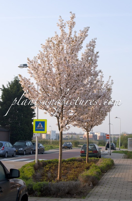 Prunus serrulata ‘Sunset Boulevard’