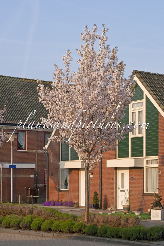 Prunus serrulata ‘Sunset Boulevard’