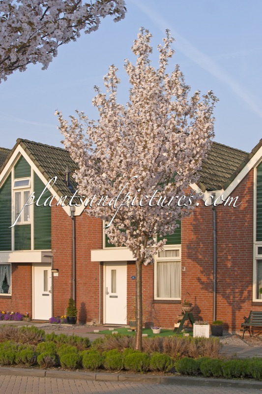 Prunus serrulata ‘Sunset Boulevard’