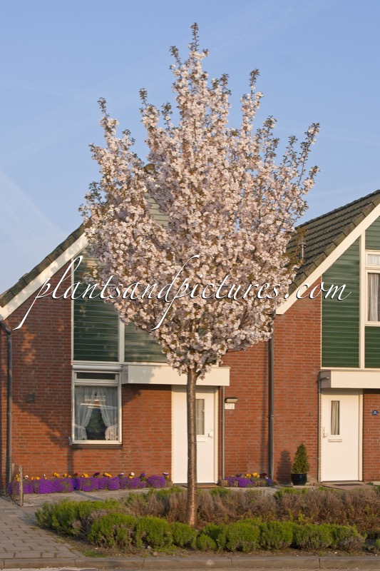 Prunus serrulata ‘Sunset Boulevard’