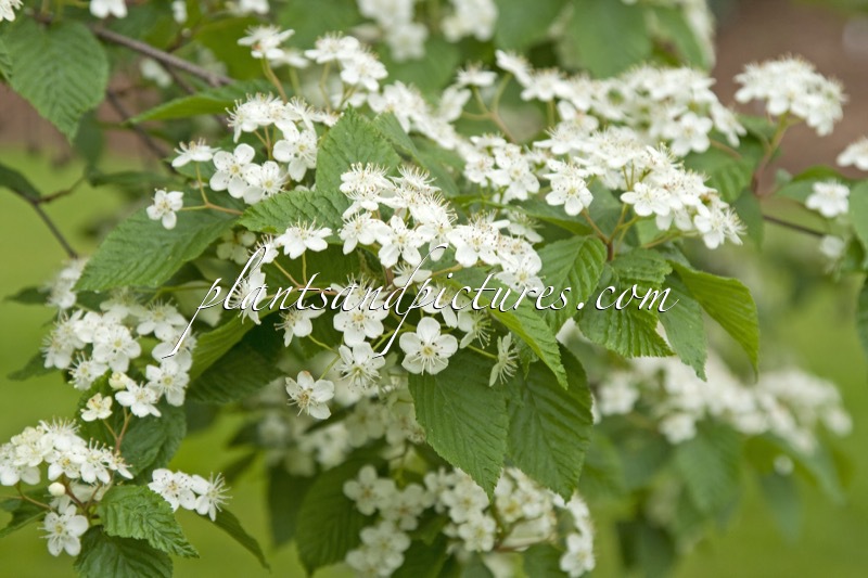 Sorbus alnifolia