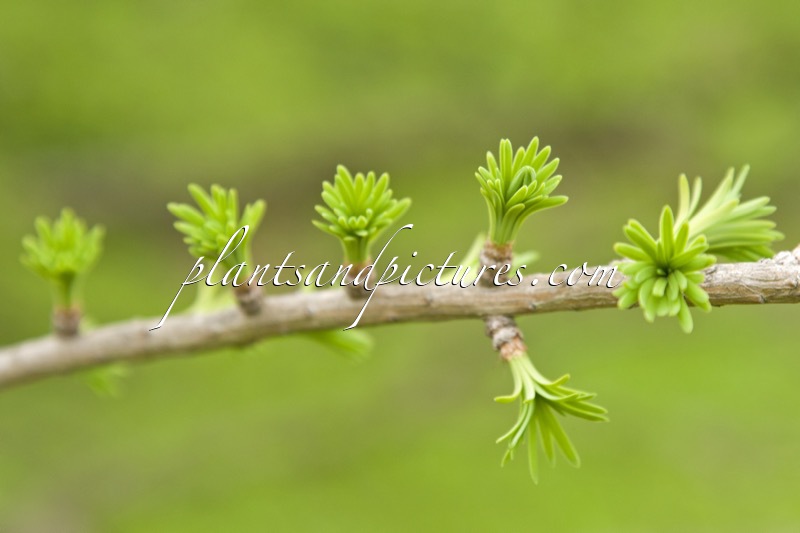 Pseudolarix amabilis