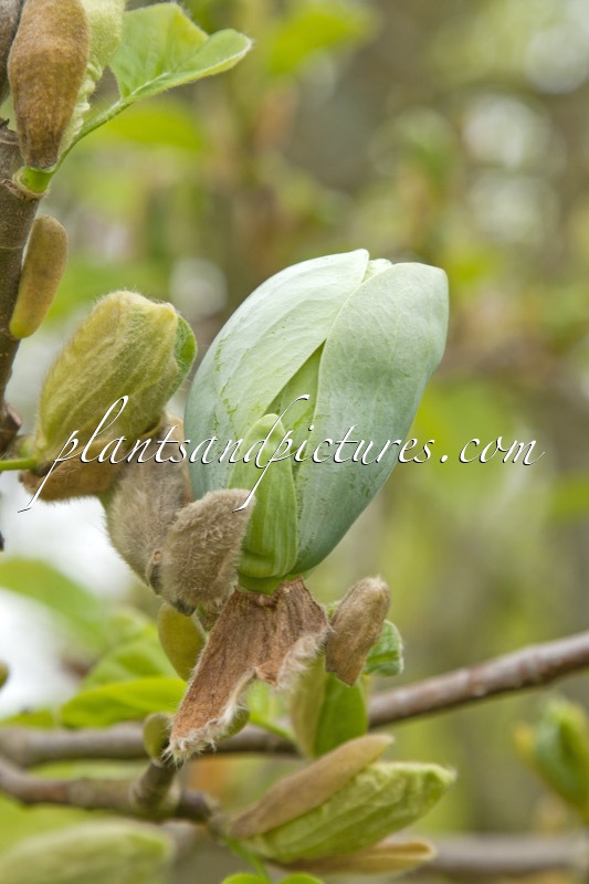 Magnolia acuminata ‘Seiju’
