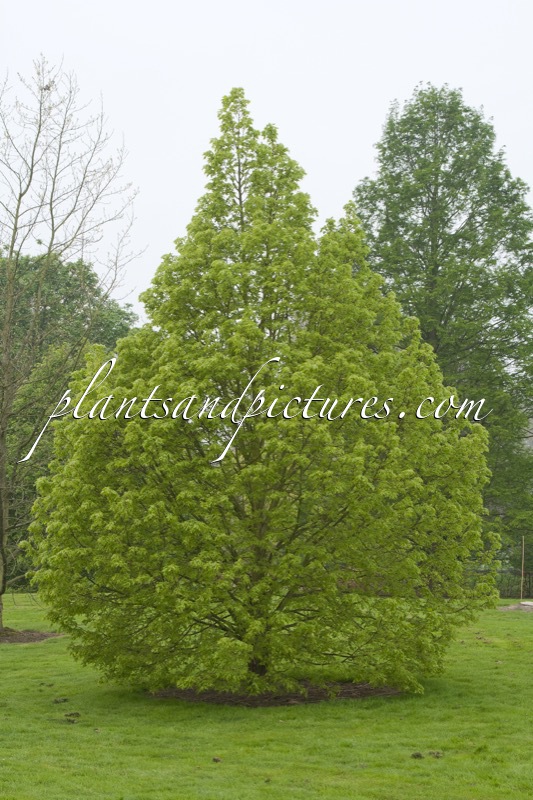 Tilia platyphyllos ‘Laciniata’