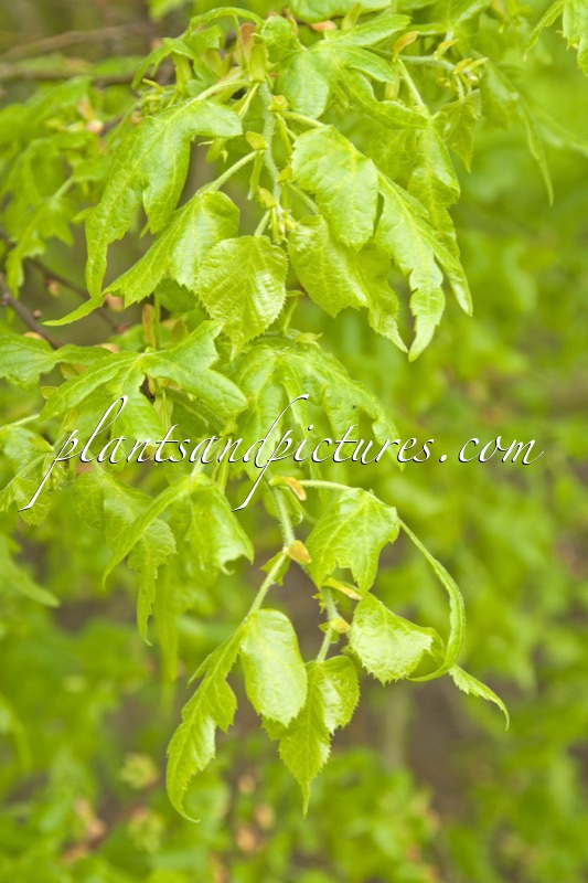 Tilia platyphyllos ‘Laciniata’
