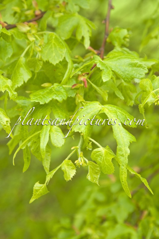 Tilia platyphyllos ‘Laciniata’
