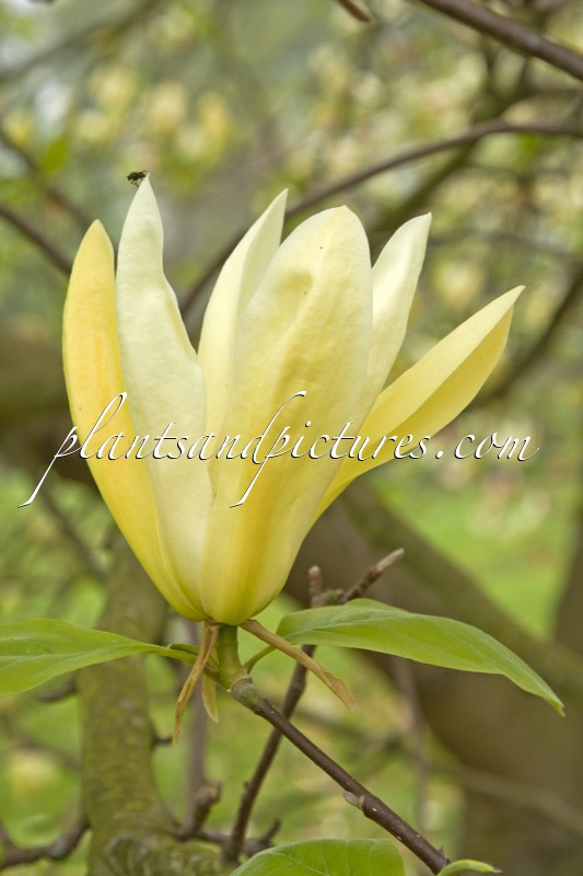 Magnolia ‘Limelight’