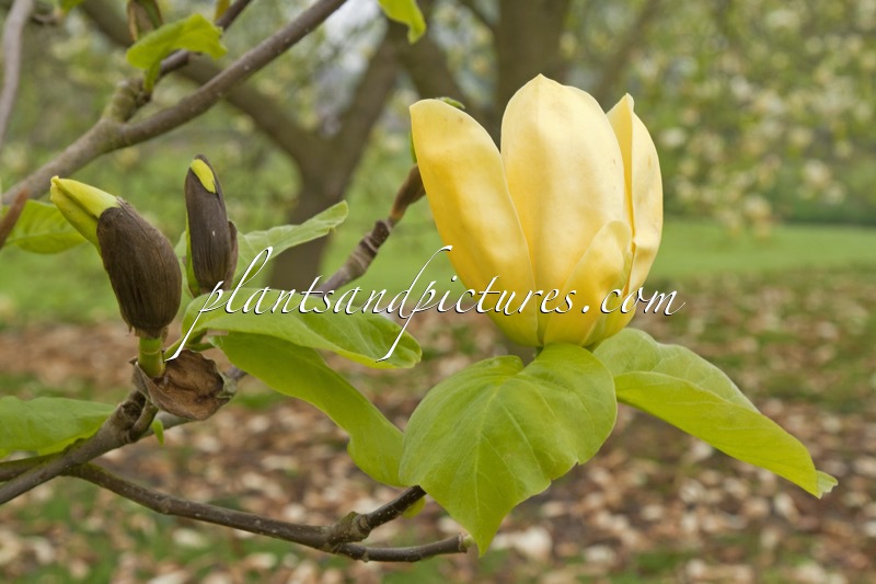 Magnolia ‘Honey Liz’