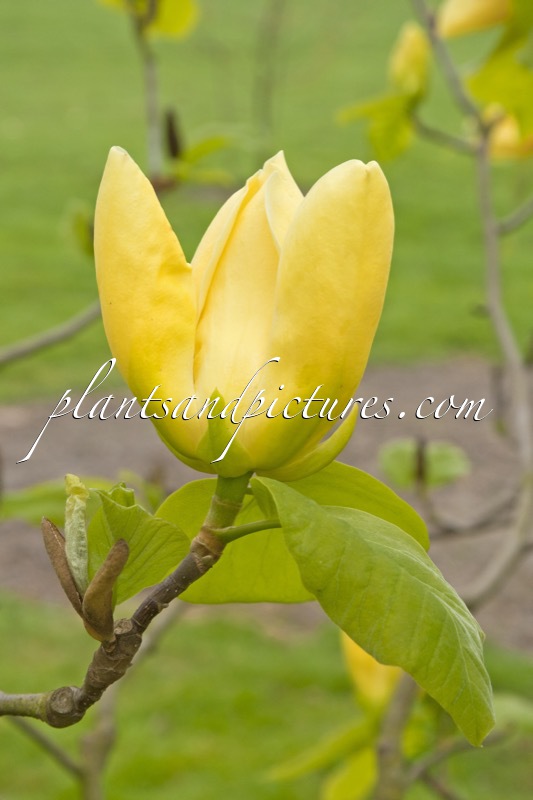 Magnolia ‘Honey Liz’