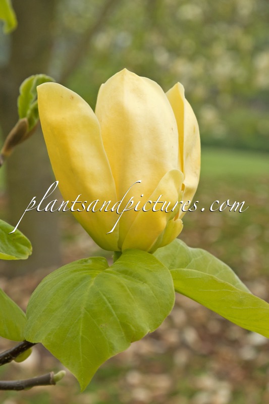 Magnolia ‘Honey Liz’