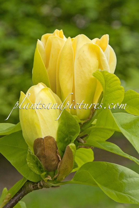 Magnolia brooklynensis ‘Yellow Bird’