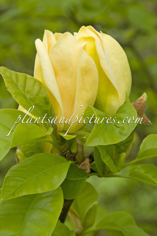 Magnolia brooklynensis ‘Yellow Bird’
