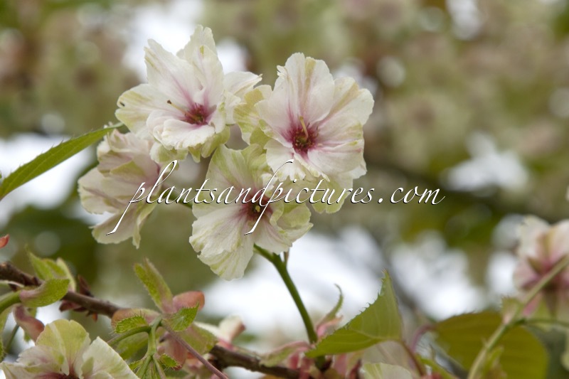 Prunus serrulata ‘Ukon’