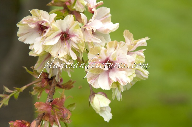 Prunus serrulata ‘Ukon’