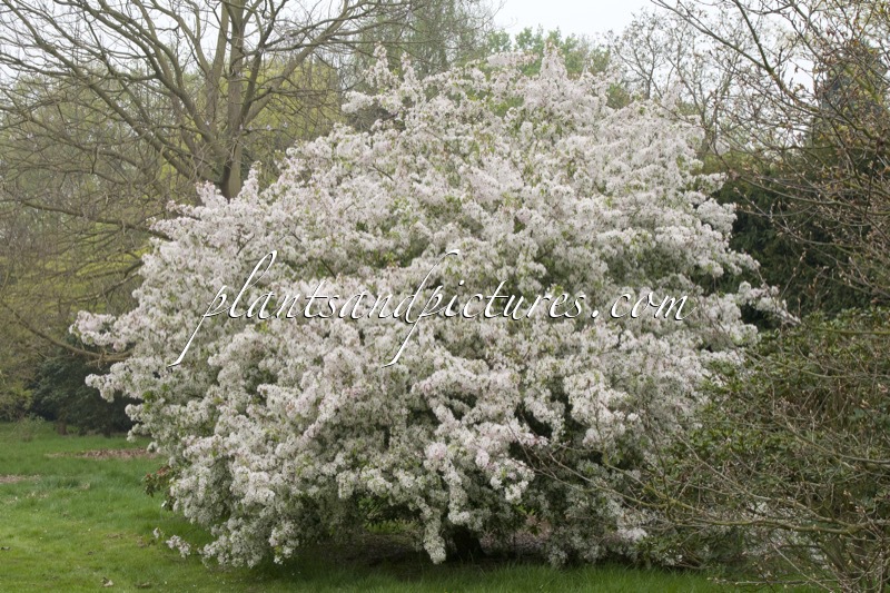 Malus floribunda