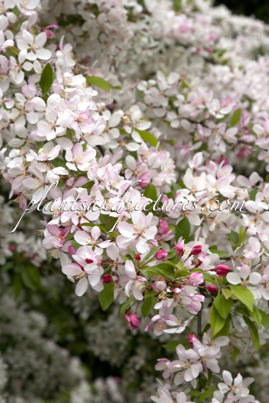 Malus floribunda