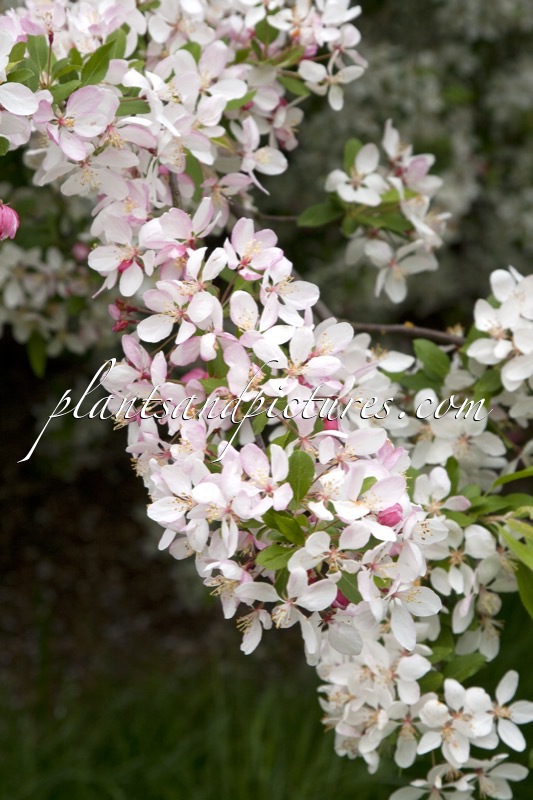 Malus floribunda