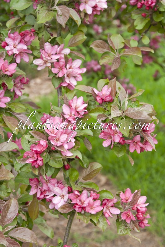 Malus ‘Herkenrode’