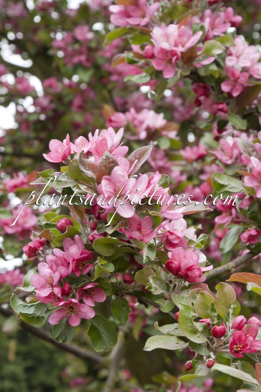 Malus ‘Herkenrode’