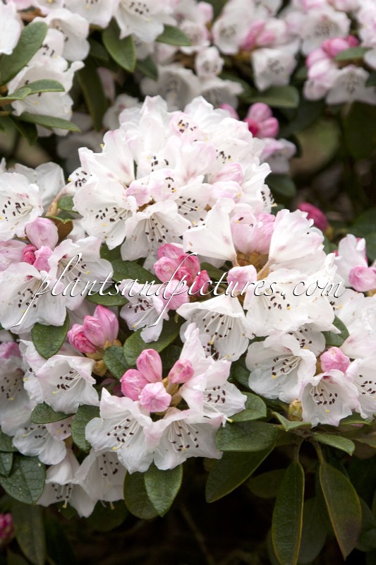 Rhododendron wiltonii