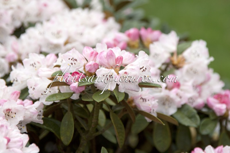 Rhododendron wiltonii
