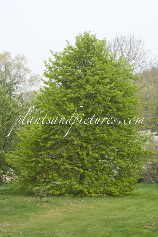 Tilia cordata ‘Winter Orange’