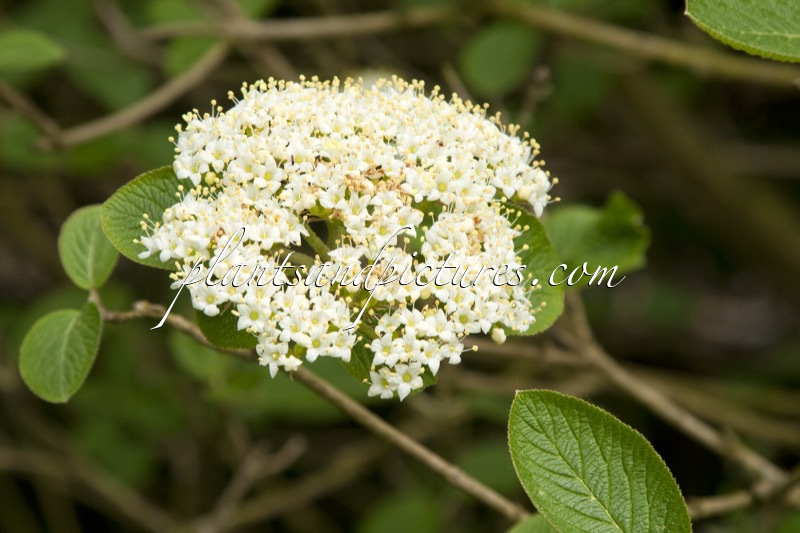 Viburnum lantana