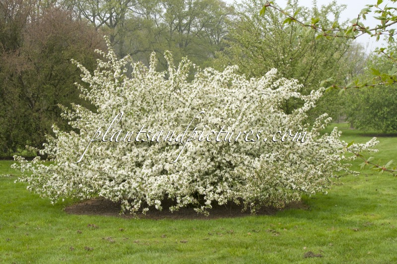 Malus toringo var. sargentii