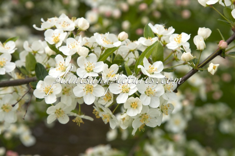 Malus toringo var. sargentii
