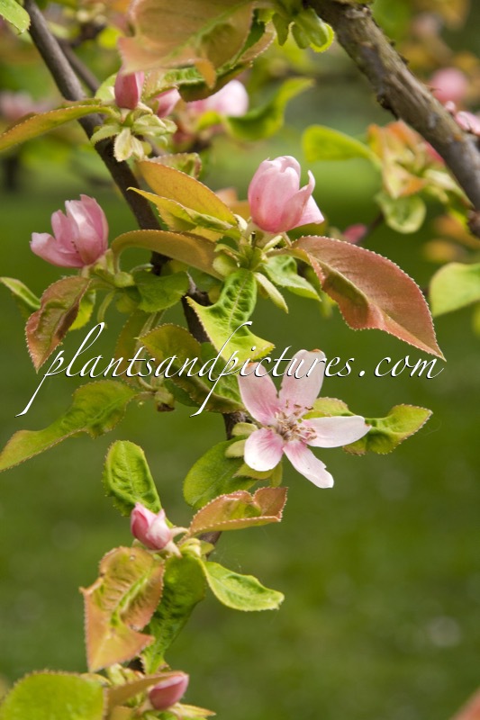 Pseudocydonia sinensis