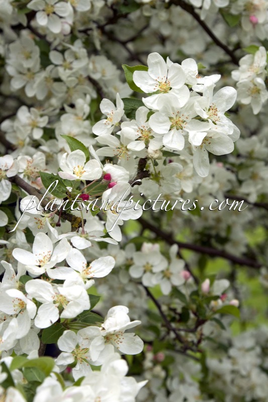 Malus ‘Evereste’ (PERPETU)