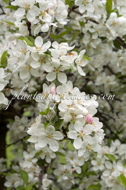 Malus ‘Evereste’ (PERPETU)