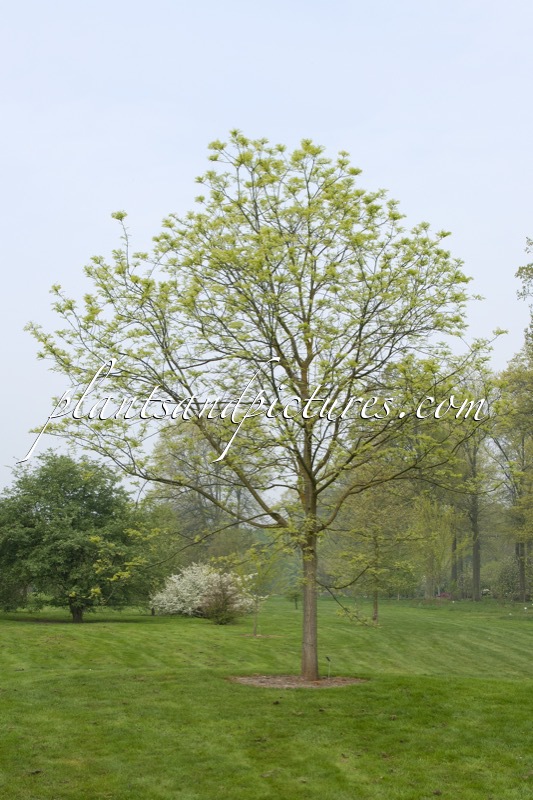 Styphnolobium japonicum ‘Regent’