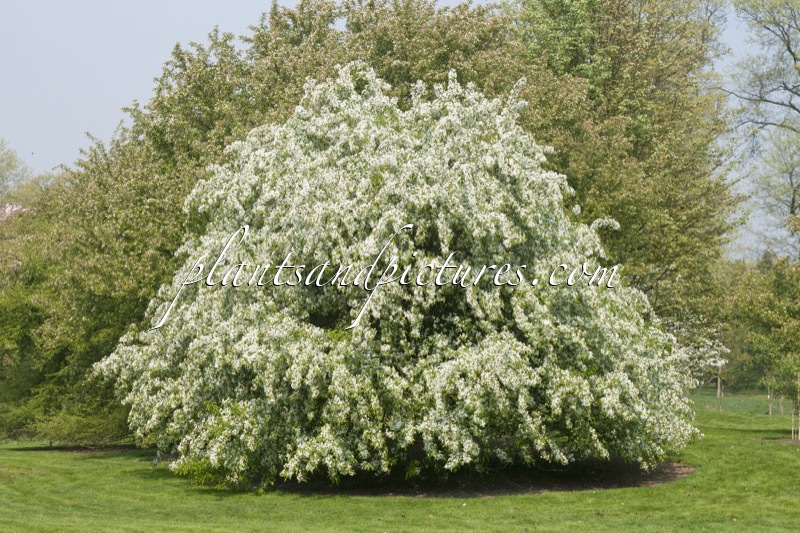 Malus baccata var. mandshurica