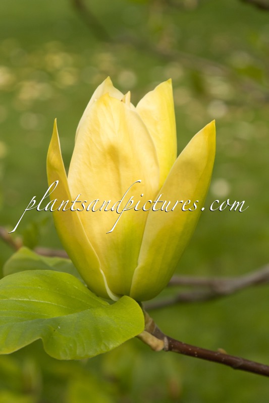 Magnolia ‘Anilou’