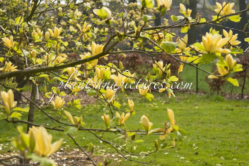 Magnolia ‘Honey Flower’