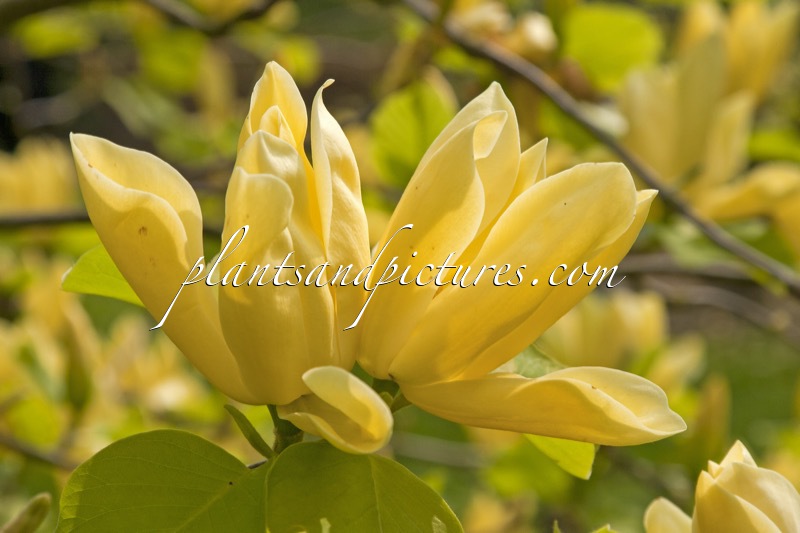 Magnolia ‘Honey Flower’