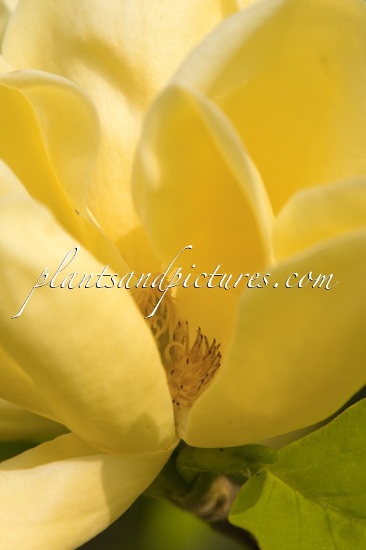 Magnolia ‘Honey Flower’