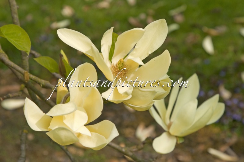 Magnolia ‘Honey Beth’