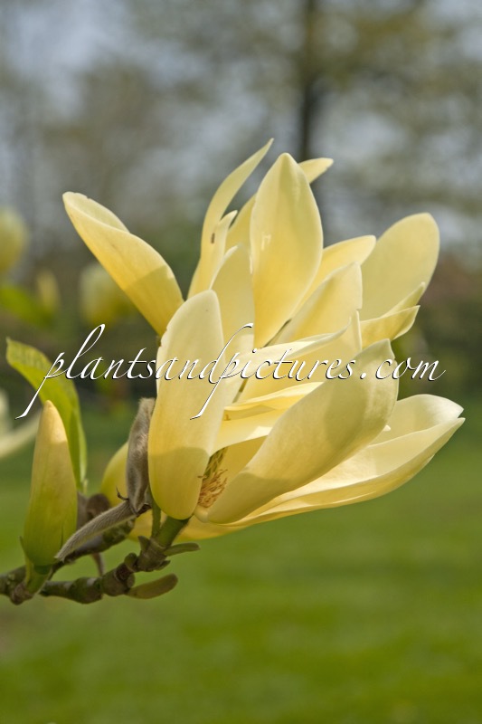 Magnolia ‘Honey Beth’